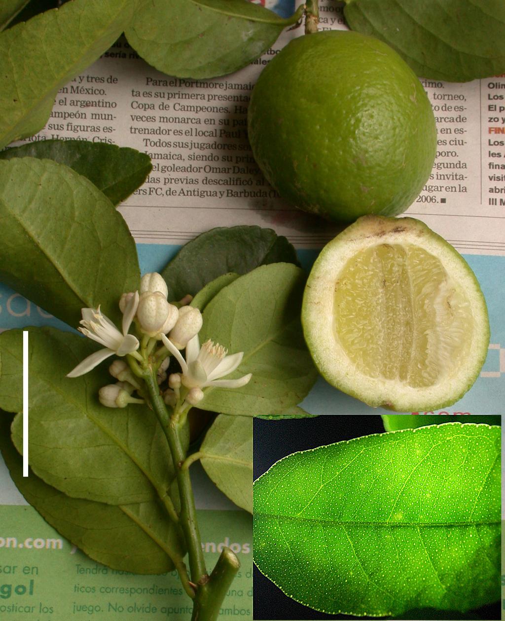 Grayum, Hammel, and Jiménez Madrigal: Scientific name for the Tahitian lime 3 Figure 2. Citrus latifolia.
