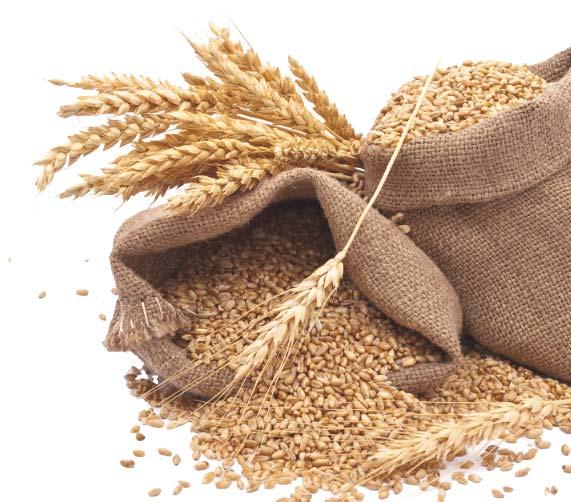 Triticale Triticale Flour CREDITABLE GRAINS Creditable in CACFP, SFSP & afterschool snacks only.