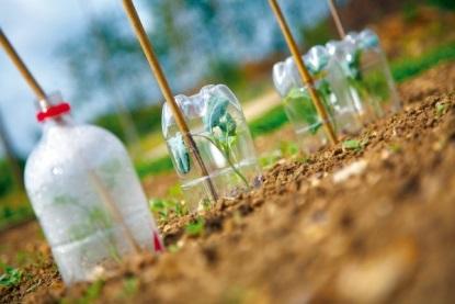 Clear Plastic Bottles Plastic drink bottles, such as water or soda bottles, make for ideal plant-sized cloches that protect plants against wind and light frosts.