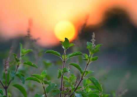 Tulsi: The Ayurvedic Basics Tulsi is TRIDOSHIC for the average person (who has a build up of toxins, agitated mind and a challenged liver).