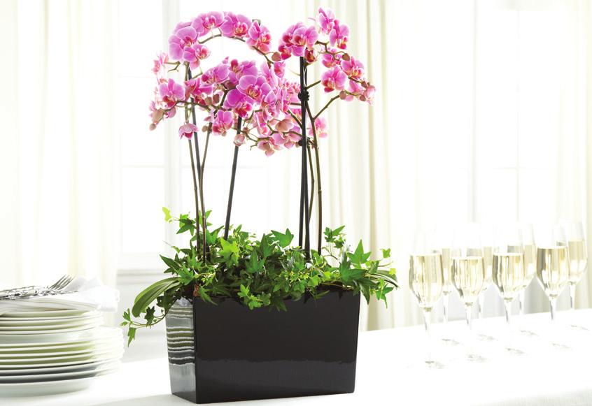 Orchids Available year-round, our selection of orchids makes for a perfect hostess gift, or a finishing touch