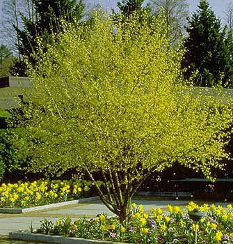 Acer griseum - Paperbark Maple Maximum 20 H x 15-20 W Slow Grower (<12 /year) Bloom: No Stress Tolerance: Intermediate Salt Tolerance: Sensitive Fall Color: Red, Orange, Yellow This small,
