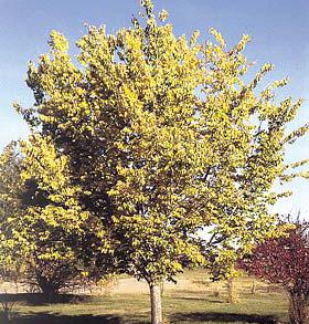 Celtis laevigata All Seasons - All Seasons Sugarberry Maximum 50 H x 50 W Fast Grower (<24 /year) Bloom: Yes, Green Stress Tolerance: High Salt Tolerance: High Fall Color: Yellow Sugarberry is a very