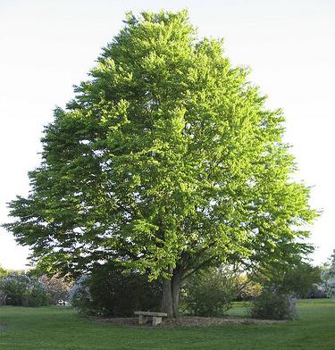 This tree is highly adaptable to many conditions. http://upload.wikimedia.org/wikipedia/commons/6/69/celtisoccidentalis.jpg 3. http://www.tree-pictures.com/hackberry5.