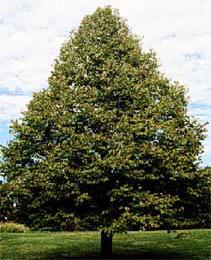 shaped tree which is characterized by a fast growth habit and tolerance for tough conditions. This tree is utilized extensively in street tree applications due to its tough nature.