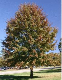 21. Quercus rubra - Northern Red Oak Maximum 60-70 H x 50-60 W Fast Grower (<24 /year) Bloom: No Stress Tolerance: High Salt Tolerance: High Fall Color: Red Northern Red Oak exhibits a broad, round