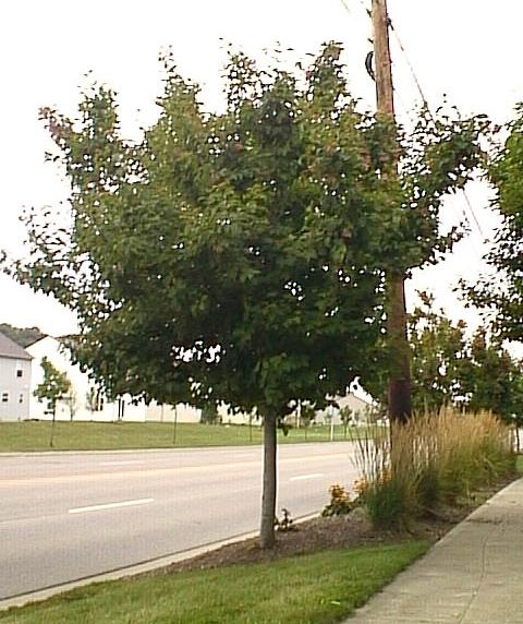 excellent, low-growing tree. The has an upright, rounded, finely branched growth habit which creates dense shade under the crown.