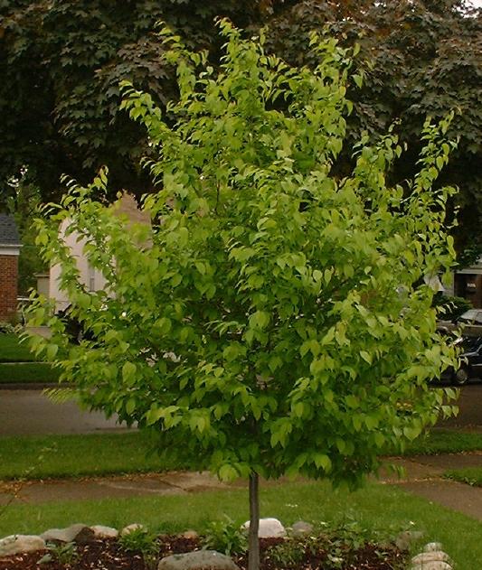 Amelanchier canadensis - Shadowblow Serviceberry Maximum 20 H x 20 W Moderate Grower (12-24 /year) Bloom: Yes, White, Orange Shadowblow Serviceberry has an upright oval to rounded shape.