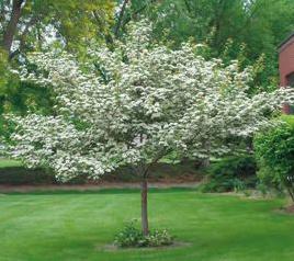 com/forum/attachments/knoxville/40756d1240984440-just-back-knoxville-trip-flowering-tree-upload_gallery_plantmaterials_trees_images_fringetree.jpg 9. http://arboretum.unl.