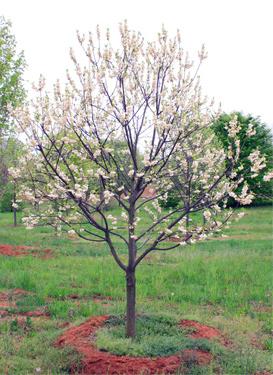 12. Halesia carolina - Silverbell Maximum 30 H x 15-25 W Moderate Grower (12-24 /year) Bloom: Yes, White Silverbell is a round, upright, vase shaped tree which is interesting all year long, with