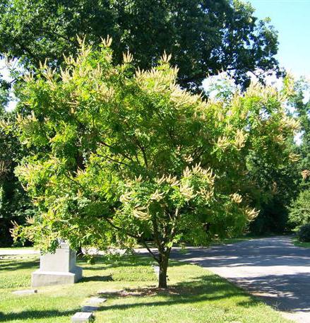 It branches low to the ground, making a nice lawn or specimen tree and when pruned to one central leader can be used as a street tree in residential areas. http://www.halkanursery.