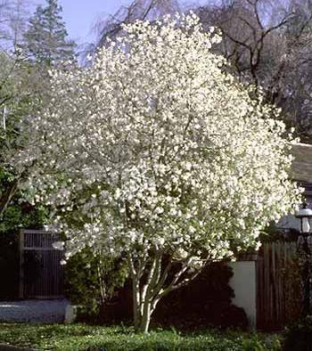 jpg Maackia amurensis - Amur Maackia or Mayday Tree Maximum 20-25 H x 15-25 W Slow Grower (<12 /year) Bloom: Yes, White, Blue Stress Tolerance: Intermediate/High Salt Tolerance: Sensitive Fall Color: