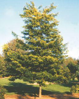 irregular, spreading, round tree with dark green leaves. The leaves often drop in autumn while still green, though some trees have been known to provide a display of clear yellow fall foliage.