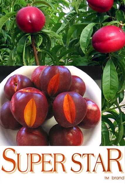 Good shipping qualities for an earlyseason nectarine. Sunectwentythree A large productive early nectarine with outstanding flavor' Maturity:. -4 days Zee Fire.