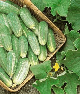 Picklebush cucumber 52 days Burpee bred Picklebush has unbelievably compact vines that get only 2 long. White-spined fruits have classic pickle look, deep green with paler stripes.