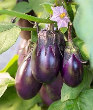 Black Beauty eggplant 74 days HEIRLOOM. From 1902, it remains a standard worldwide for large-fruited black eggplant.
