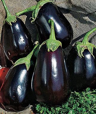 Unusual eggplant grown from seed originating in the former USSR. Listada de Gandia eggplant 75-90 days Old heirloom from the Valencia province on the Mediterranean coast of Spain.