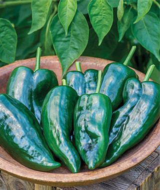 Maturing from lightgreen to golden-yellow, the peppers grow on 22-26 sturdy, upright plants that set continuously. Harvest in 62-73 days from transplant.