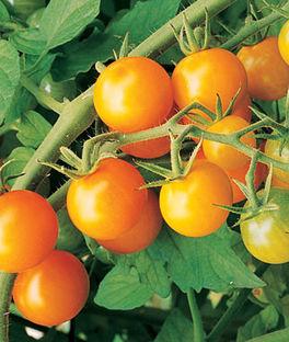 Sun Gold tomato Rapidly becoming the most popular tomato of all time. One taste and you ll know why this gold gem gets such highs marks. The sweet-tart flavor is simply amazing.