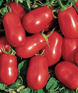 The flavor develops early, so this little tomato is great for snacking a week before full maturity, when it becomes very sweet and delicious. Roma tomato determinate 76 days paste HEIRLOOM.
