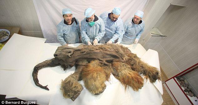 The amazing ginger mammoth: Ice Age creature killed by cavemen is found perfectly preserved after 10,000 years First-ever 'ginger' mammoth Baby beast has wounds that could be from lions - or humans