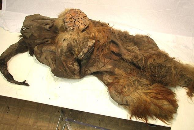 Yuka the baby mammoth is the first 'strawberry blonde' mammoth ever discovered The find suggests humans may have contributed to their extinction, before the creatures were finally wiped out in the
