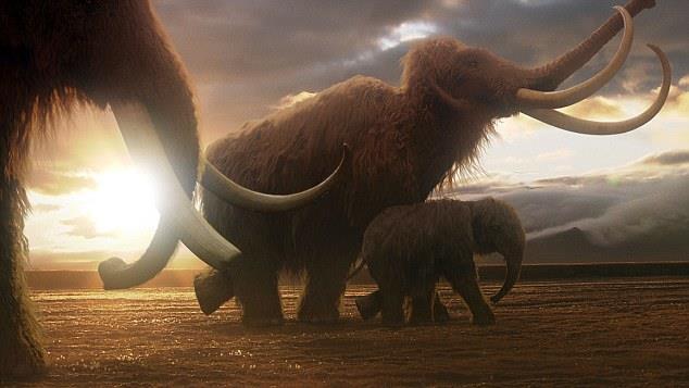 The discovery is shown as part of a BBC documentary, Mammoth Bernard Buiges, of the organisation Mammathus, obtained the carcass, whose gender was not specified, from the Siberian tusk hunters.