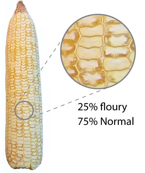 Floury Leafy Corn Silage Hybrids Featuring the same silage specific characteristics as Leafy Corn Silage Hybrids, but with more rumen-available starch for milk production.