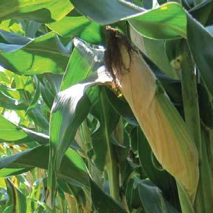 In the decades since, we have dedicated our entire breeding program to the development of silage-specific corn hybrids for the complex agronomic
