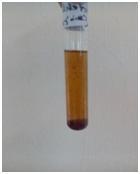 Test for Alkaloids: A yellow precipitate or yellow solution indicates the presence of