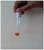 Figure 3: Grape seed Test for Proteins-Ninhydrin Test Appearance of violet colour indicates