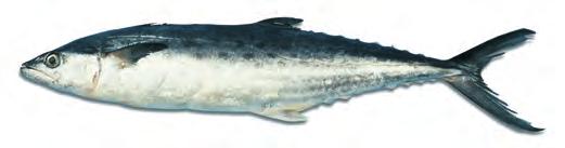 Boston mackerel Varieties: Spanish and Boston mackerel are the most common small varieties. King mackerel is larger, usually cut into steaks.