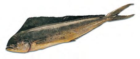 Spanish mackerel Type: Lean. Characteristics: Firm, fine-textured, pinkish flesh with rich, sweet taste.