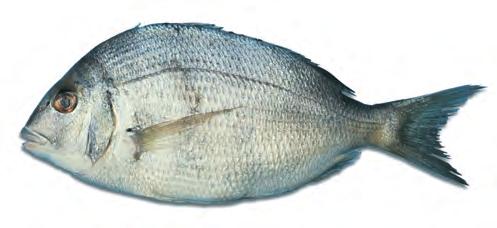 450 CHAPTER 4 UNDERSTANDING FISH AND SHELLFISH POMPANO Type: Fat. Characteristics: Small fish with rich, sweet-flavored flesh. Expensive. A variety of jack (see entry above). Weight: 3 4 to 2 lb (0.