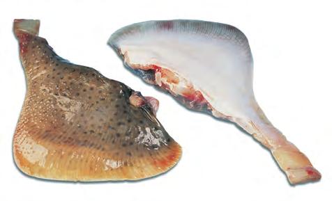 FIN FISH 45 SHAD SHARK SKATE Type: Fat. Anadromous. Characteristics: Oily, rich flavor and many bones in several rows in each fillet. Its roe (egg sacs) is especially prized.