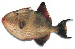 452 CHAPTER 4 UNDERSTANDING FISH AND SHELLFISH TRIGGERFISH Type: Lean. Characteristics: Tough-skinned fish with firm, meaty, white to gray-white flesh. Low yield because of large head.