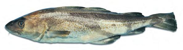 Albacore (more often canned than used fresh) has pink flesh, off-white when cooked. Some other varieties are also available. Characteristics: Meaty texture and appearance.