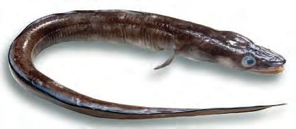 FIN FISH 453 EEL Type: Fat. Characteristics: A long, slender, snakelike fish with a slippery skin. Flesh is firm, mild, and oily.