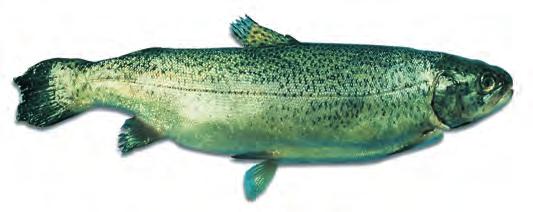 Varieties: Northern pike is most common in North America. Walleyed pike or walleye is not a pike but a perch.