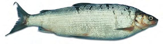 Characteristics: Nearly always from aquafarms, because wild tilapia often taste muddy. Firm, mild white flesh. Weight: Up to 3 lb (.4 kg); usually about 2 lb (700 g). Type: Fat.