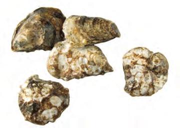 Univalves, which have a single shell (such as abalone and conch). Cephalopods (such as octopus, squid, and cuttlefish).