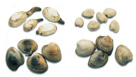 458 CHAPTER 4 UNDERSTANDING FISH AND SHELLFISH 2. Soft-shell clams. These are sometimes called longnecks because of the long tube that protrudes from between the shells.