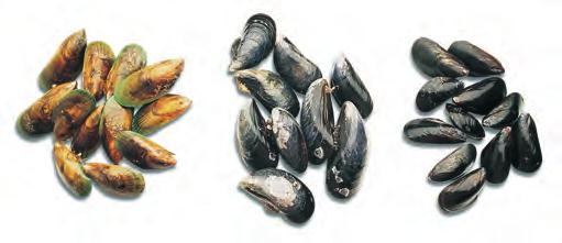 Like oysters and clams, mussels must be alive to be good to eat. Check for tightly closed shells or shells that just close when jostled. 2.