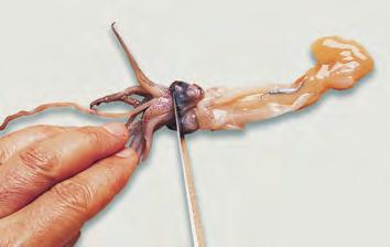 Somewhat chewy, squid are cut up and either fried quickly or simmered about 45 minutes in a seasoned liquid or sauce.