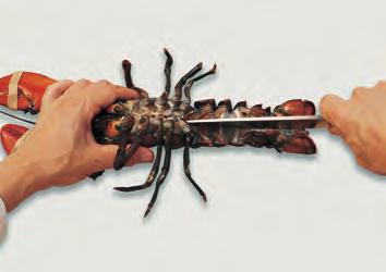 The northern lobster is perhaps the most prized of all shellfish.