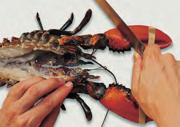the thorax or body portion are also eaten. (a) Place the lobster on its back on a cutting board.