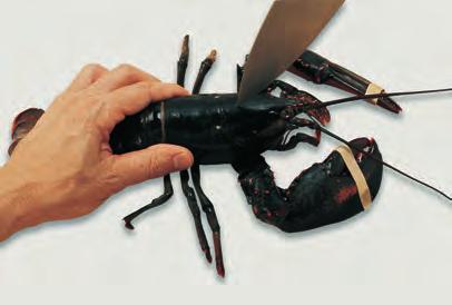 SHELLFISH 463 Figure 4.4 Cutting a lobster for sautés and stews.