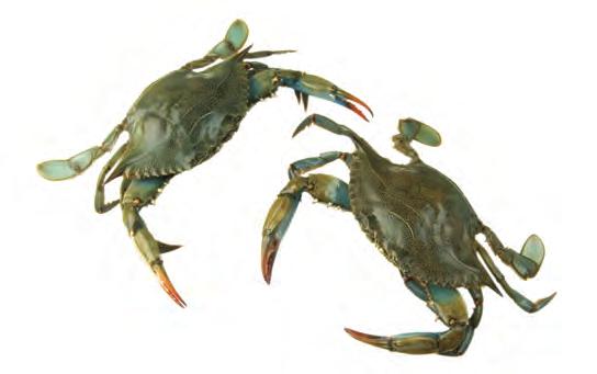 Cut off the apron, the small flap on the underside. Dredge the crab in flour for sautéing, or bread or batter it for deep-frying. 3. Frozen crabmeat.