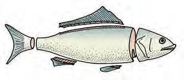COOKING FAT FISH The fat in these fish enables them to tolerate more heat without becoming dry. Moist-heat methods. Fat fish, like lean fish, can be cooked by moist heat.