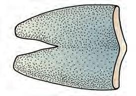 Smaller ones, like trout, are often pan-fried. Drain the fish well before serving. (b) Drawn: viscera removed Cutting Fish Market Forms Fish are available in several forms, as illustrated in Figure 4.